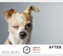 Load image into Gallery viewer, Pets – Cats & Dogs