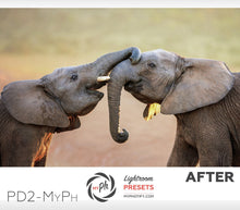 Load image into Gallery viewer, Pets – Cats & Dogs