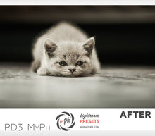 Load image into Gallery viewer, Pets – Cats & Dogs