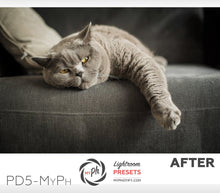 Load image into Gallery viewer, Pets – Cats & Dogs