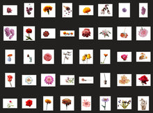 Load image into Gallery viewer, 1200+ Wonderful Autumn Overlays Bundle