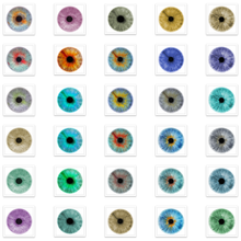 Load image into Gallery viewer, Magnificent OVERLAYS