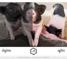 Load image into Gallery viewer, Pets – Cats & Dogs