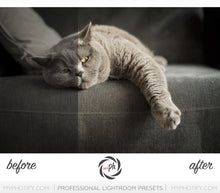 Load image into Gallery viewer, Pets – Cats & Dogs