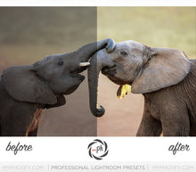 Load image into Gallery viewer, Pets – Cats & Dogs