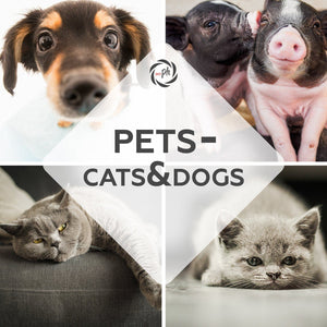 Pets – Cats & Dogs